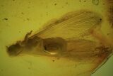 Spectacular Winged Fossil Termite (Isoptera) In Baltic Amber #84635-2